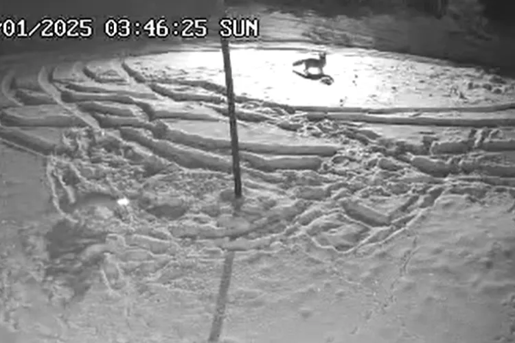 Imagini de basm! Un lup și o vulpe și-au dat întâlnire într-o pădure din Cluj/Animalele sălbatice s-au admirat câteva secunde, apoi au plecat la drum VIDEO