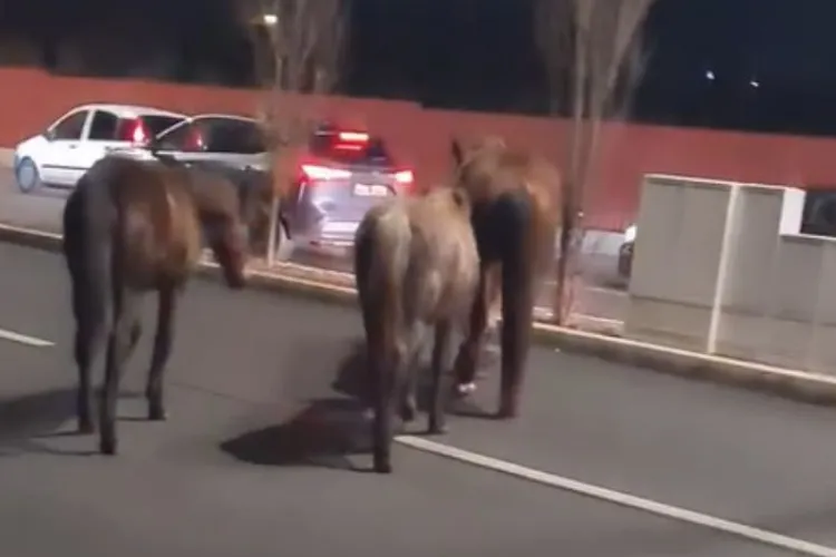 Cluj- Trei cai, surprinși în timp ce se plimbau printre mașini, în Florești: „Parcă suntem în Vestul Sălbatic”/„Îmi era frică să nu sară pe noi” VIDEO