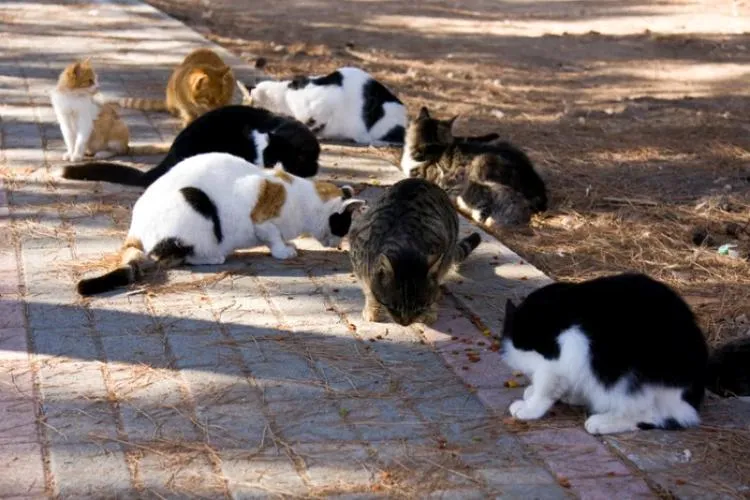 Părinții din Cluj, disperați din cauza unui bărbat care hrănește animale într-un parc: ,,Aruncă tot felul. Pisicile își fac nevoile în groapa cu nisip”