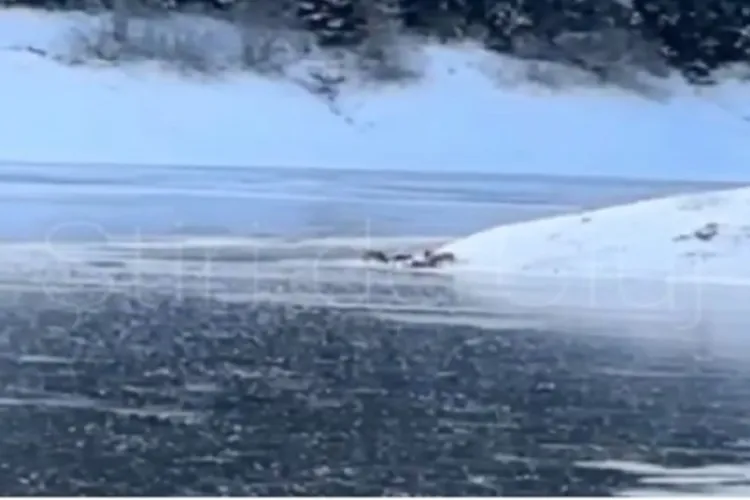 Momente unice într-o pădure din Cluj! O haită de lupi a fost surprinsă la vânătoare VIDEO 