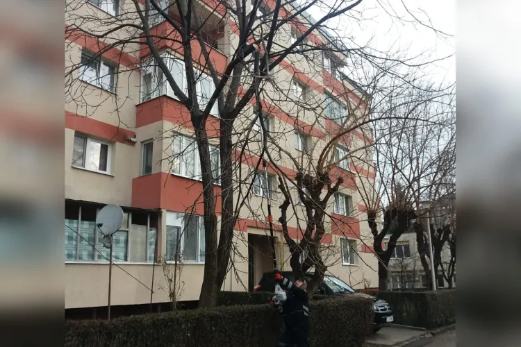 Un clujean se plânge că-i mucegăiesc hainele în dulap din cauza copacilor prea înalți: „Sunt prea aproape de bloc”