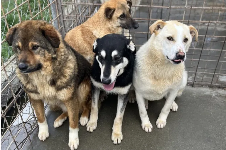 Apel emoționant pentru toți clujenii: „Nu-i uitați pe cățeii din adăpostul public. Frigul pătrunzător al iernii îngheață lăbuțele lor fragile”