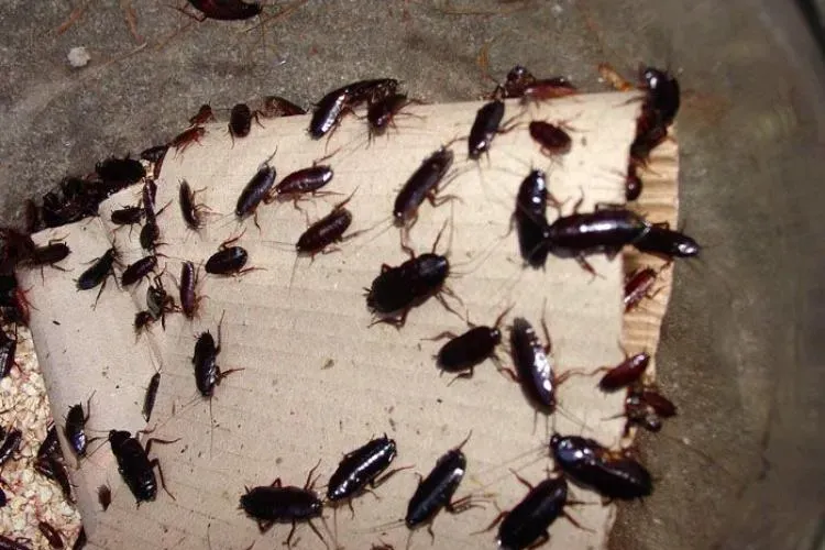 Invazie de gândaci în Cluj! Locatarii unui bloc din Mărăști s-au trezit cu insecte peste tot: ,,Nu știu de unde vin”