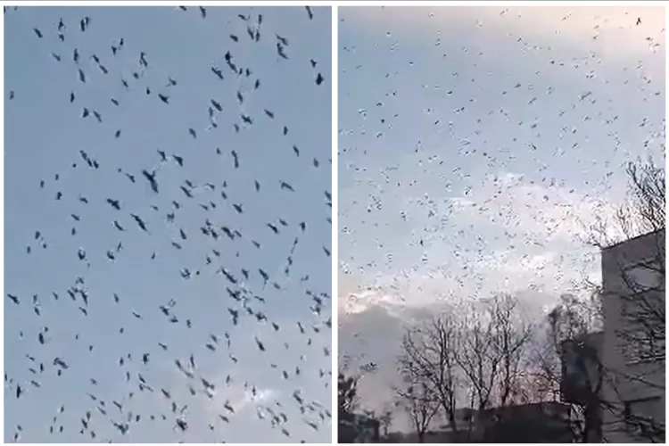 Clujul, sub asediul ciorilor în această seară! Locuitorii sunt îngroziți de invazia ciorilor, care le perturbă liniștea și curățenia VIDEO