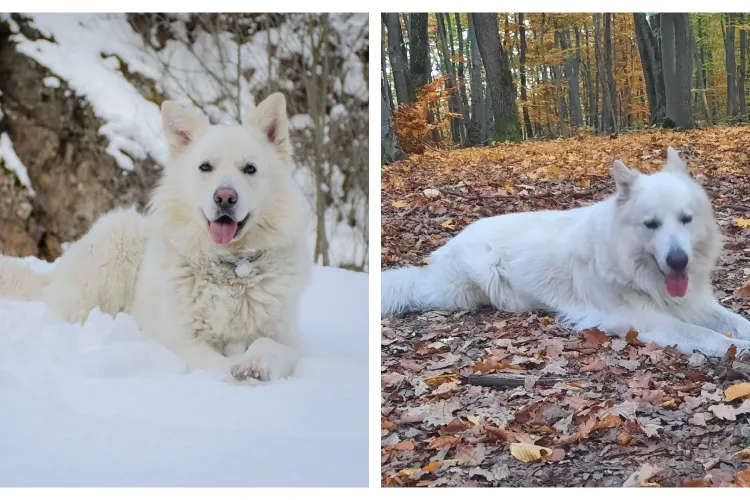 Bestii umane! Don a fost ucis cu brutalitate și aruncat într-un șanț dintr-o localitate din Cluj:,,Un uriaş blând. Era extraordinar de cuminte și sociabil”