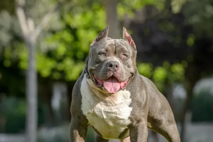 Câinii agresivi creează panică în Cluj! Fără lesă și botniță, atacă alergătorii din Parcul Rozelor