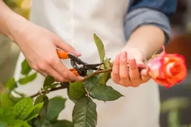 Un vânzător de flori din Cluj îi înjură pe clienți și refuză să emită bon fiscal: „Această situație este inacceptabilă”