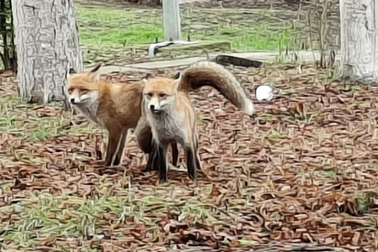 Două vulpi au ajuns până în centrul cartierului Gheorgheni: ”Puiul va avea buletin de Cluj”