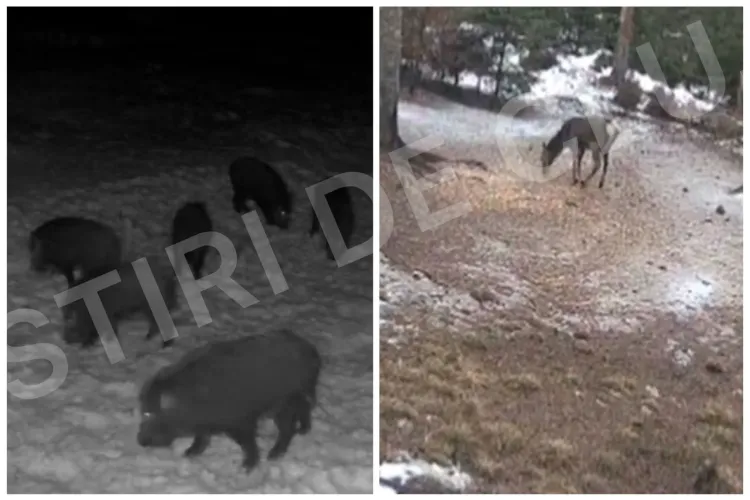 ,,Rutina de iarnă” a animalelor sălbatice, surprinsă la Cluj în toată splendoarea ei! Mistreții și ciutele au pus stăpânire pe păduri - FOTO și VIDEO  
