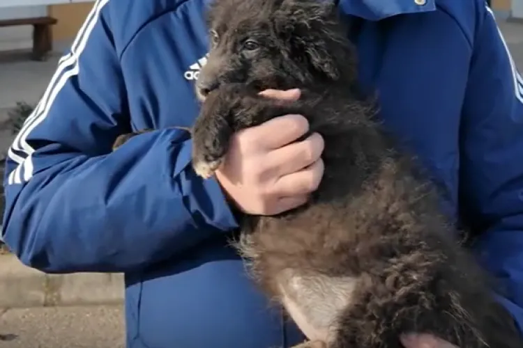 Un pui de cățel adorabil își caută nume și stăpân la Cluj! E cel mai nou membru al Centrului de Ecarisaj: „Haideți să îi găsim nume și familie!” VIDEO 