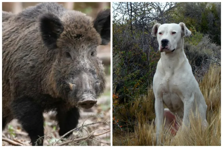 Caz halucinant! Bărbat, reținut după ce a organizat lupte între câinele său și un porc mistreț. Animalul de companie s-a ales cu multiple răni