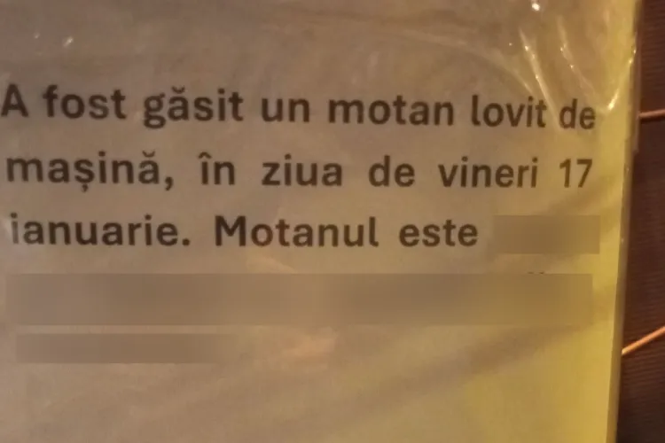 Clujeni cu inimă mare! Au găsit un motan lovit de mașină și l-au dus la veterinar. Se caută stăpânul: ,,Este negru cu mască și șosețele albe” - FOTO