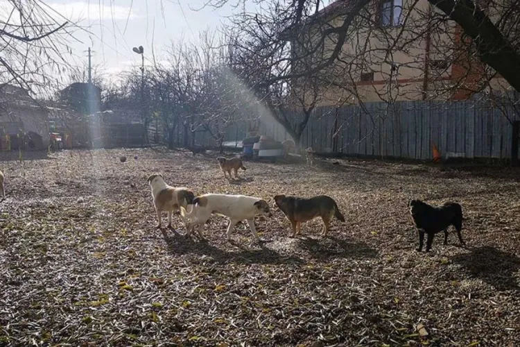 Cățeluși abandonați în curtea unei case din Cluj! Vecinii susțin că animale stau între gunoaie și latră încontinuu: ,,Casa este nelocuită ”
