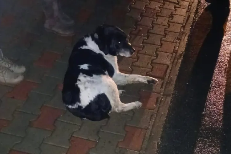 ONG-urile din Cluj trag un semnal de alarmă: Autoritățile lasă salvarea animalelor în seama clujenilor: ,,Cetățenii ajung să suporte costurile medicale”