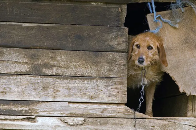 Proprietari de câini din Cluj, acuzați că își maltratează animalele: ,,Latră 3 câini încontinuu de foame, sete și din cauză că nu au atenția stăpânilor”