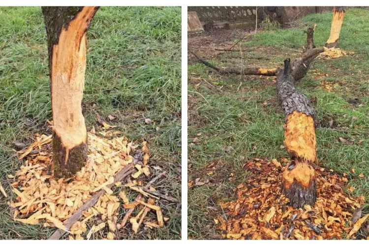 Castorii și-au făcut de cap într-o localitate din Cluj. Au distrus mai mulți meri: ,,Au făcut prăpăd”