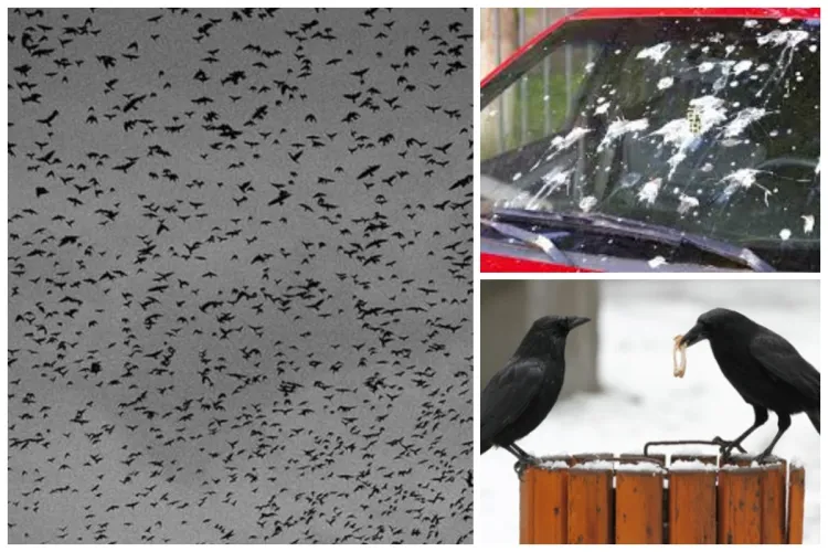 Ciorile le fac zile negre clujenilor! Locatarii unei străzi din Cluj, nevoiți să-și spele zilnic mașinile: ,,Problema persistă de luni de zile”