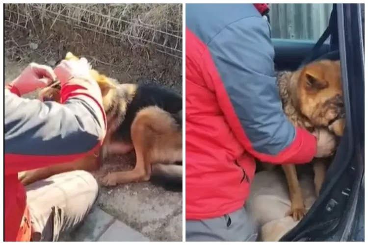 VIDEO Cruzime fără margini! O cățelușă a fost legată la ochi și lăsată să moară pe marginea străzii: „Nu se poate numi om” IMAGINI CU IMPACT EMOȚIONAL