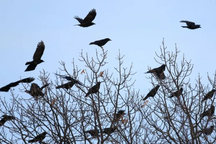 Tânăr luat la mișto după ce s-a plâns de CIORILE din Cluj: „Au clujenii mei niște fițe în ei de 5 stele / Mie îmi plac, sunt inteligente și simpatice”  