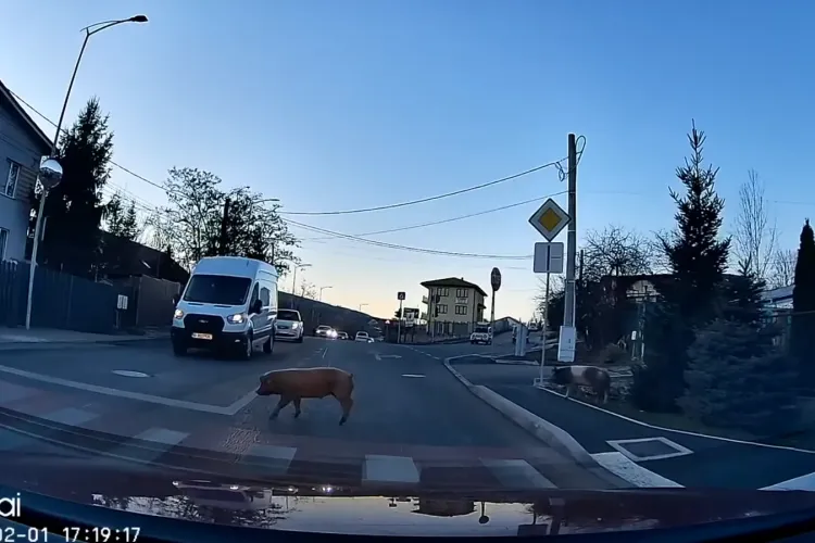 Porcii din Cluj s-au civilizat. Au învățat să folosească trecerea de pietoni: „Mai educați ca unii ce traversează neregulamentar”