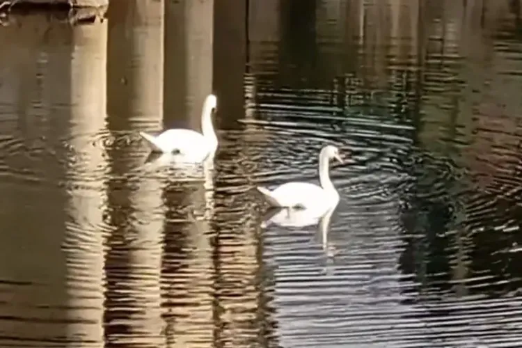 Două lebede grațioase, o prezență neașteptată la Cluj, în inima iernii VIDEO