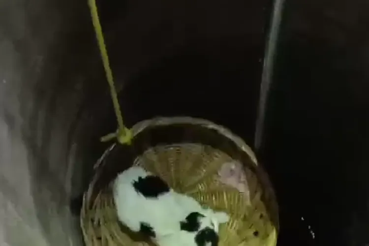 Pisicuță salvată în mod miraculos dintr-o fântână din Florești! Ce truc ingenios au folosit pompierii clujeni - VIDEO