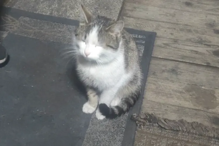 Animale otrăvite într-un cartier din Cluj! Mesajul DUR al unui clujean, după ce și-a găsit pisica fără viață: ,,Dacă aflu cine ești, otrava...” - FOTO