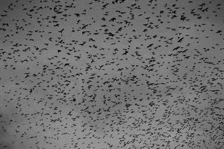 ,,Mii de ciori și au făcut cuibul” într-un parc din Cluj. Locuitorii sunt disperați: ,,Toată zona e plină” 