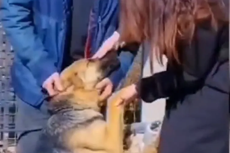 O cățelusă căutată în tot Ardealul s-a întors acasă după 2 luni, după ce a fugit speriată de petarde! VIDEO Revederea emoționantă cu stăpânii