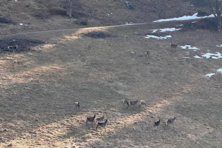 Imagini spectaculoase! Turmă de CERBI, surprinsă pe o pajiște din Cluj / Superbele animale se bucură de primele semne de primăvară FOTO