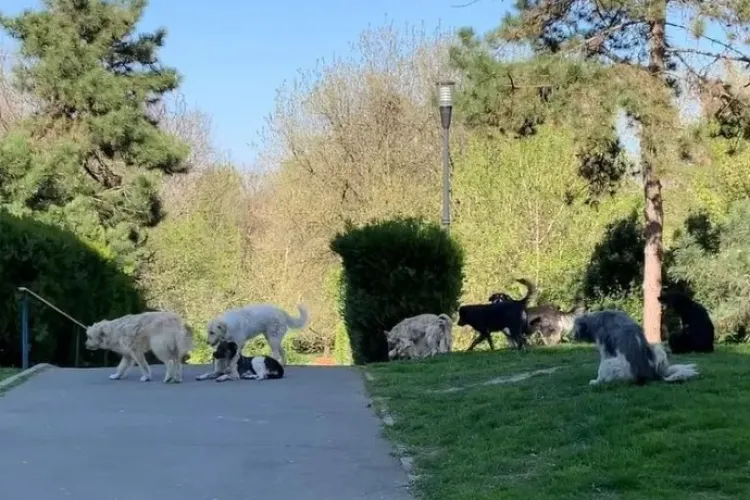 Parcul Feroviarilor din Cluj, transformat în teren de joacă pentru câini: „Nu au botniță, își fac nevoile peste tot”