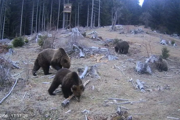 Imagini spectaculoase cu o familie de URȘI dintr-o pădure din Cluj! Ursoaica și cei trei pui au pornit în căutarea hranei FOTO