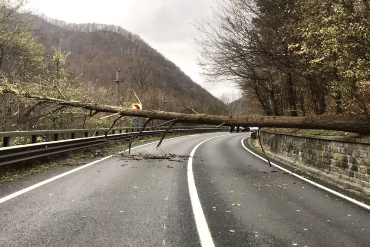 Atenție, șoferi! Trafic BLOCAT pe ruta Cluj-Napoca - Oradea. Un copac s-a rupt și a rămas suspendat deasupra carosabilului