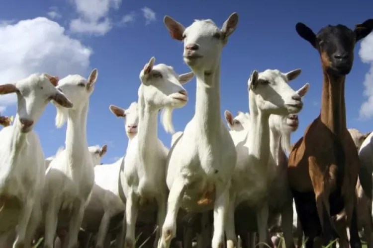 Clujul sub asediul caprelor! Mănâncă plantele ornamentale și distrug spațiile verzi: „S-au urcat și pe mașini”