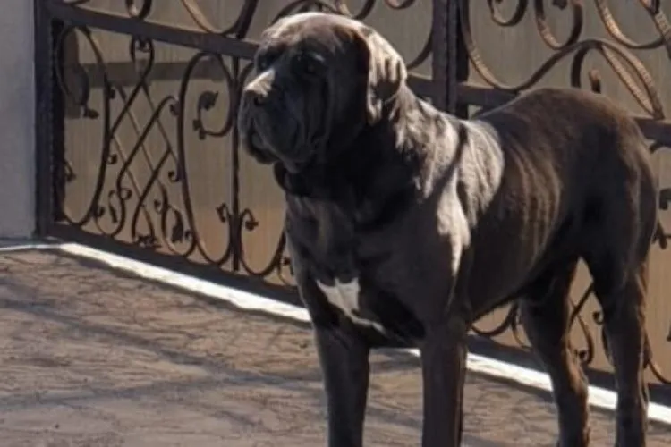 ,,Este inadmisibil să îi lase liberi”. Un clujean îi bate obrazul vecinului său pentru că nu își plimbă câinii în lesă: ,,Mi se par destul de agresivi