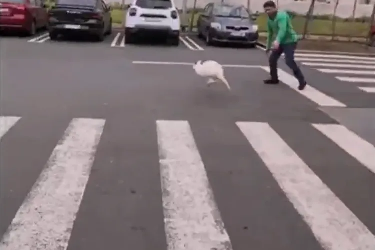 VIDEO Cangurul pitic al celui mai cunoscut interlop român a scăpat din grădina ZOO cladestină: A făcut furori pe străzi și a ajuns în parcarea LIDL 