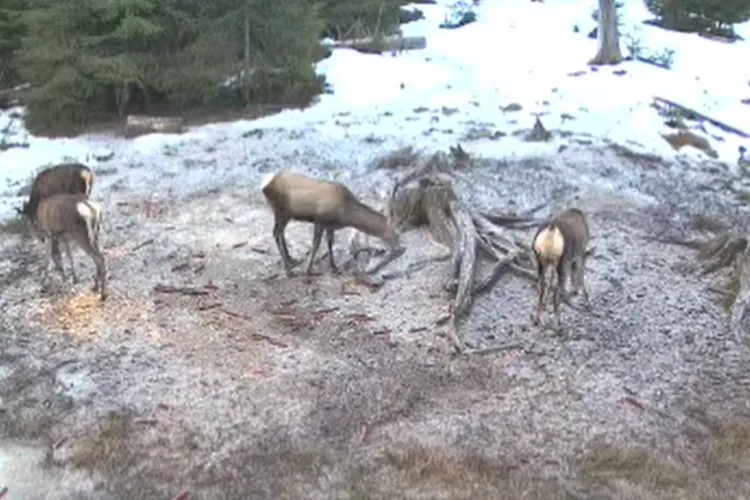 Spectacol rar! Patru cerbi surprinși la un ospăț de zile mari, într-o pădure din Cluj. Animalele sălbatice s-au bucurat de hrana asigurată de oameni VIDEO