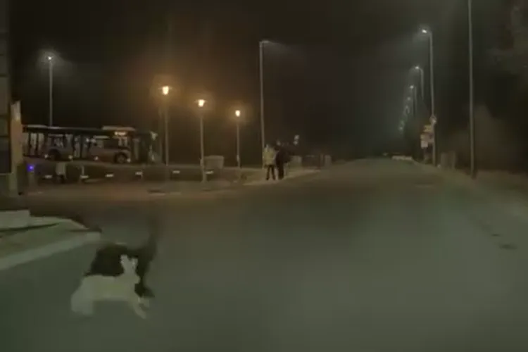 Iepuraș kamikaze în traficul din Cluj! A traversat strada prin fața unei mașini, dar a scăpat ca prin minune: „Primul semn al primăverii” VIDEO