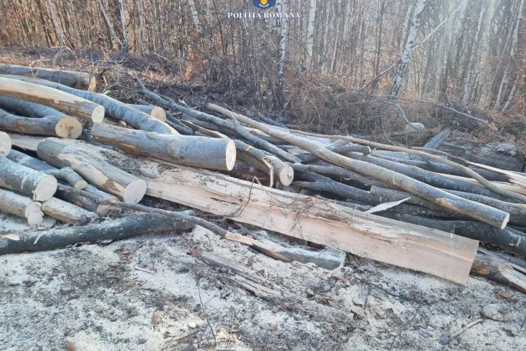Nereguli uriașe în pădurile din Cluj! O firmă a fost amendată cu 10.000 de lei și a rămas fără zeci de metri cubi de lemn - FOTO 