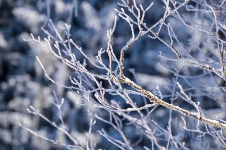 Nu scăpăm de frig! COD GALBEN de ger în Cluj. Se vor înregistra temperaturi de până la -17 grade Celsius