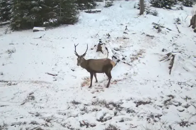 Imagini de basm într-o pădure din Cluj! Un cerb jucăuș și câteva păsărele, surprinși în timp ce se bucură de un ospăț de zile mari VIDEO