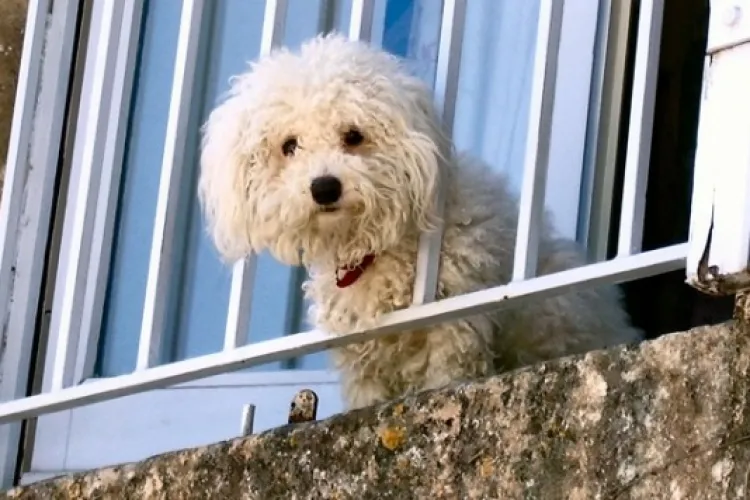 Viața la bloc nu e deloc ușoară! Un clujean a cerut ajutorul Primăriei Cluj, după ce câinele vecinului i-a făcut zile fripte: ,,Le-am pus 5 notițe pe ușă” 