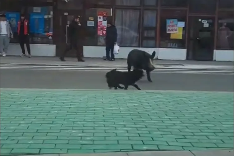 VIDEO Porcul e „șef” pe drumurile din Cluj! Cum a oprit un porc tot traficul, pentru un „prieten”: „Are prioritate de porc!”