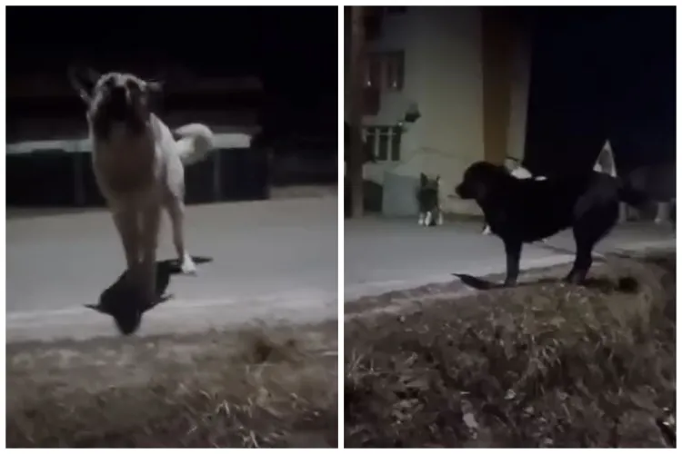 Cluj: Femeie atacată de o haită URIAȘĂ de 21 de câini. A scăpat cu viață datorită unui vecin VIDEO