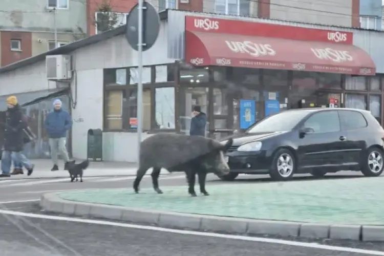 Clujul s-a umplut de ,,porci maidanezi”! Animalele au dat viața la sat pe luxul din orașe - VIDEO