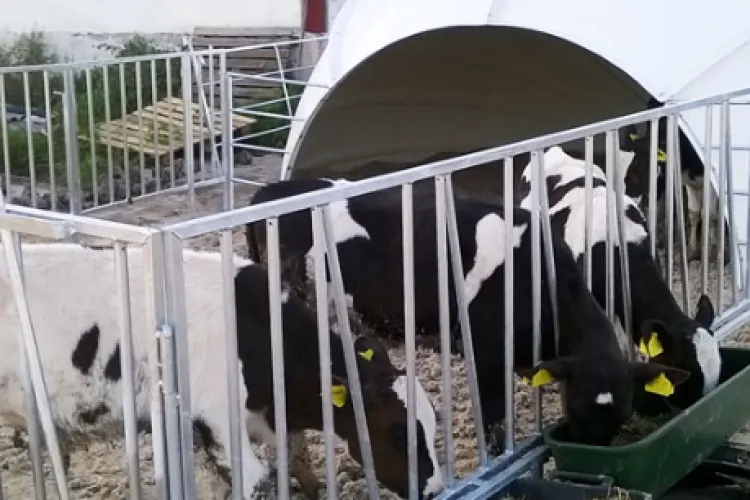 Furt la un adăpost de animale dintr-o comună din Cluj! Au dispărut: ,,5 juninci și 1 vițel, durjbă, flex și multe altele”. Familia caută hoții 