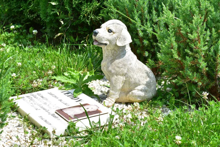 Clujenii vor avea un loc amenajat unde își vor putea înmormânta animalele de companie. Unde va fi noul cimitir