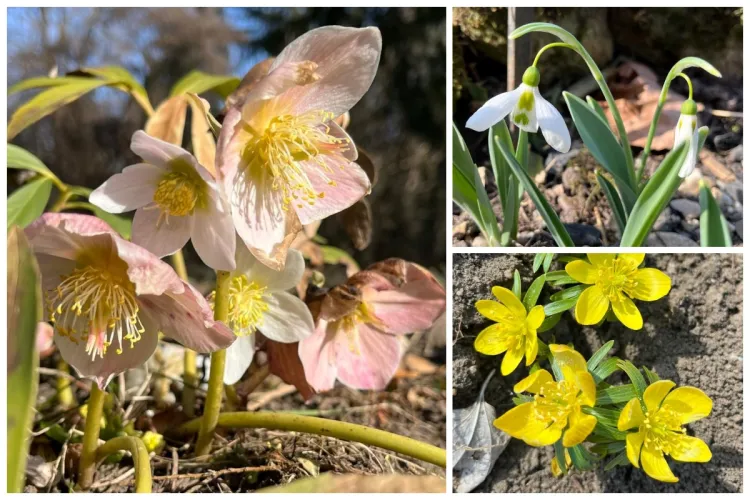 Simfonie de culori la Grădina Botanică din Cluj! Primele flori ale primăverii și-au făcut apariția. Vezi noul program de vizitare - FOTO 