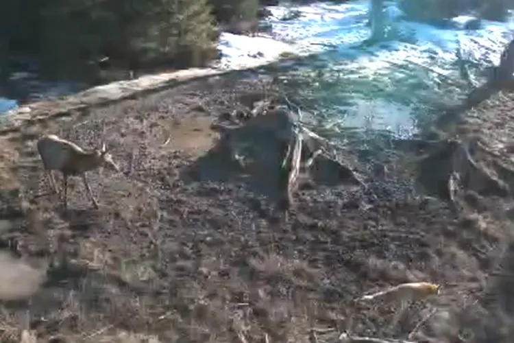 Moment spectaculos! Cerb filmat în timp ce urmărește o vulpe simpatică, într-o pădure din Cluj! Animalele sălbatice au avut o întâlnire de basm VIDEO