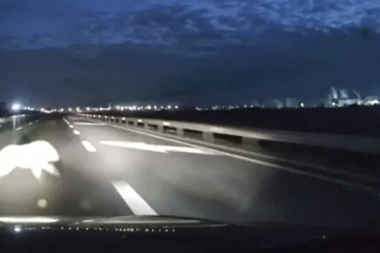 Cățel spulberat de o mașină pe Autostrada A10 Sebeș-Turda! Impactul i-a fost fatal - IMAGINI CU PUTERNIC IMPACT EMOȚIONAL (VIDEO)